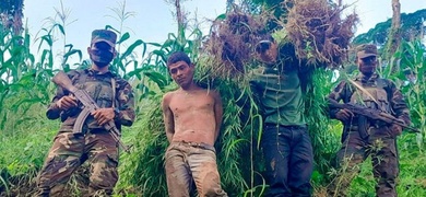 ejercito de nicaragua decomisa plantas marihuana