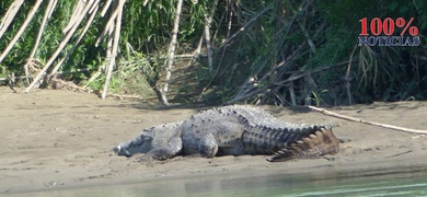 cocodrilo devora a niño en costa rica