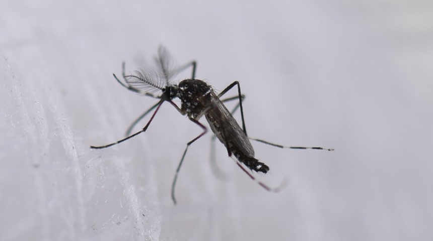 eeuu alerta casos dengue