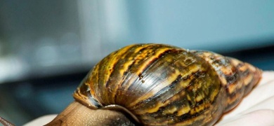 caracol gigante africano