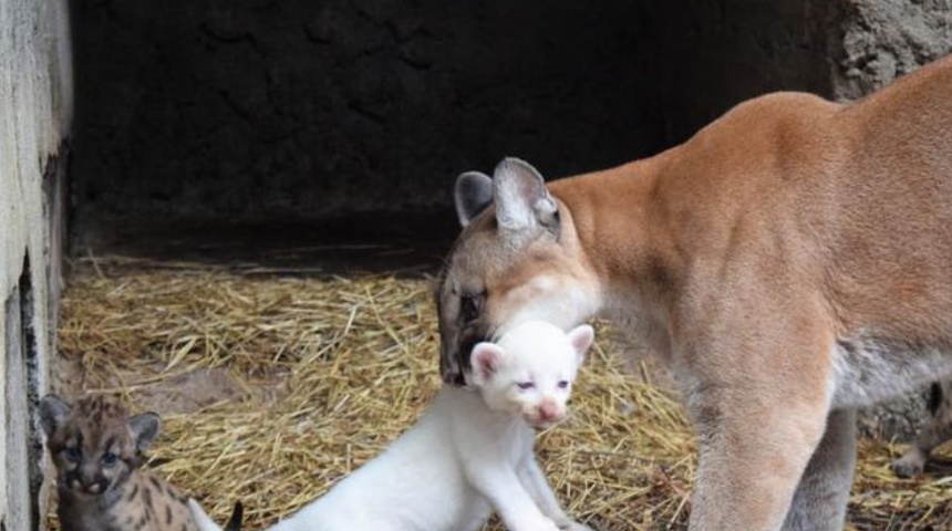 puma albino nacido en nicaragua