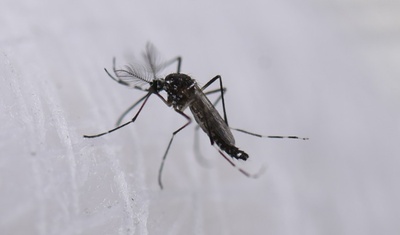 eeuu alerta casos dengue