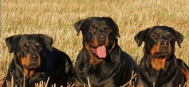 cinco perros raza rottweiler matan dueno