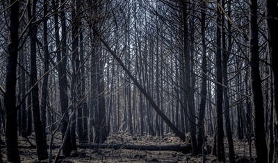 incendio forestales en españa