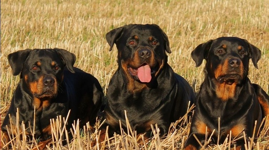 cinco perros raza rottweiler matan dueno