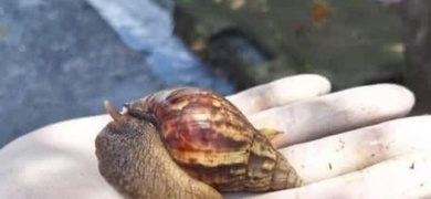 caracol gigante africano nicaragua