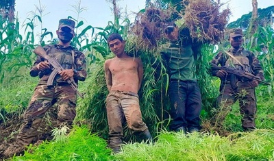 ejercito de nicaragua decomisa plantas marihuana