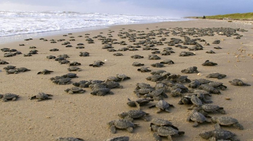 liberacion tortuguillos