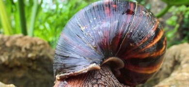 caracol gigante africano