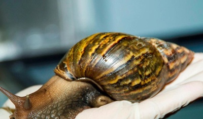 caracol gigante africano