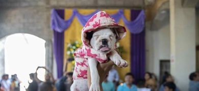 perros presentados a san lazaro