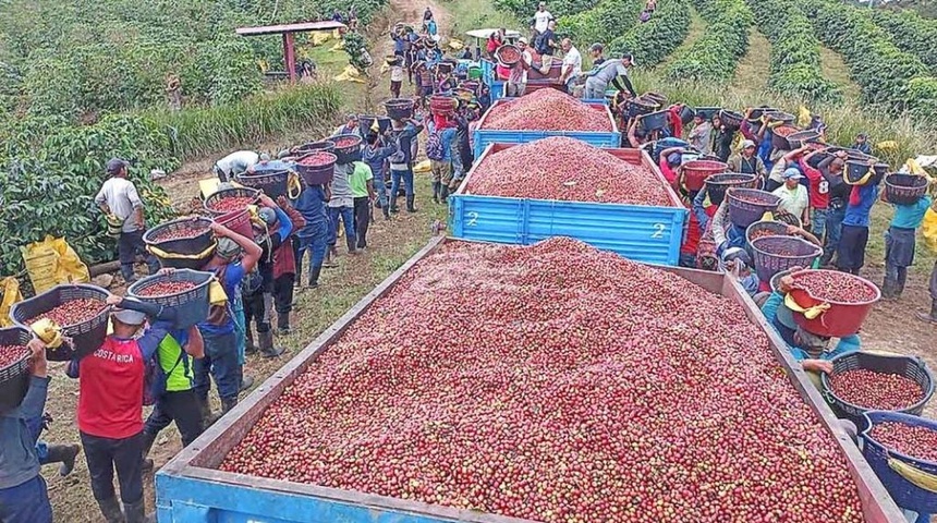 campos agricolas costa rica cafe