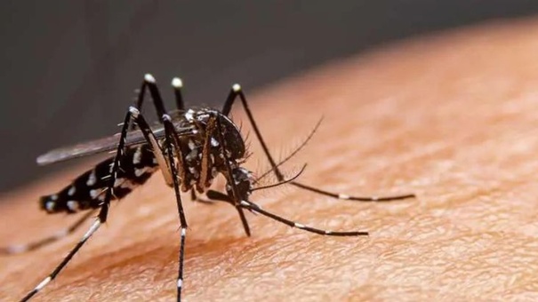 mosquito aedes aegypti trasmitor dengue