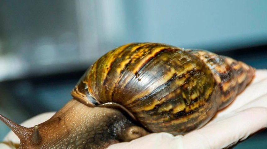 caracol gigante africano