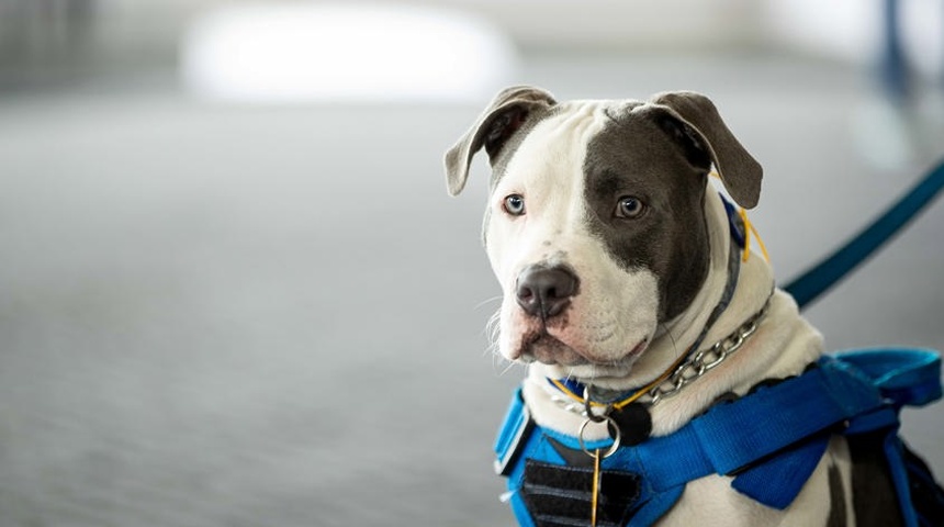 peru vacunacion contra rabia perros