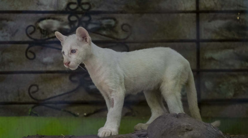 presentan puma albino zoologico chontales nicaragua