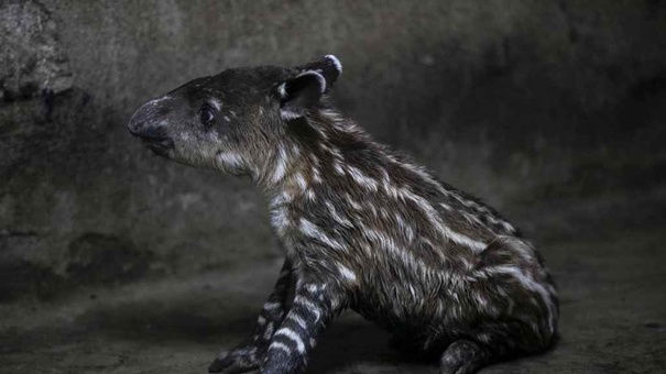 animales peligro de extincion nicaragua