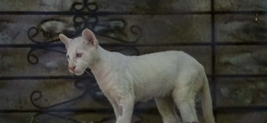 presentan puma albino zoologico chontales nicaragua