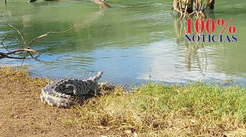 cocodrilo ataco perro en san juan del sur