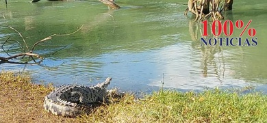 cocodrilo ataco perro en san juan del sur