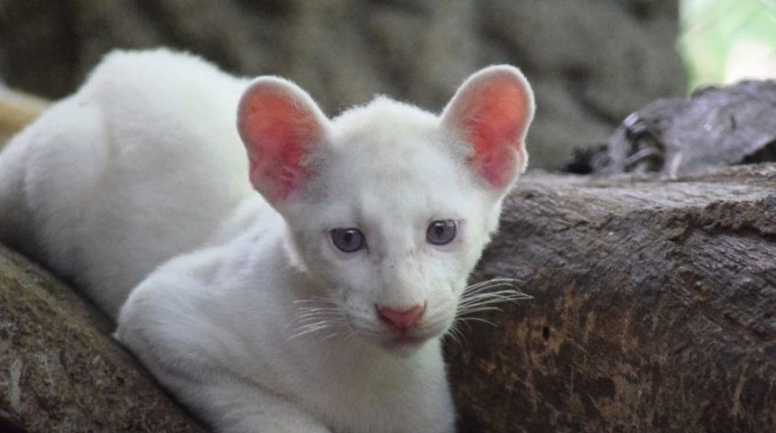 primer puma albino nicaragua