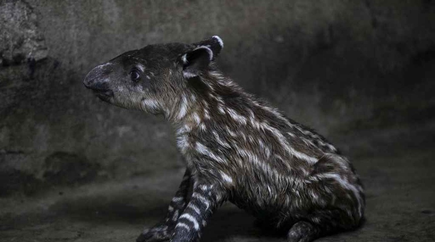 animales peligro de extincion nicaragua