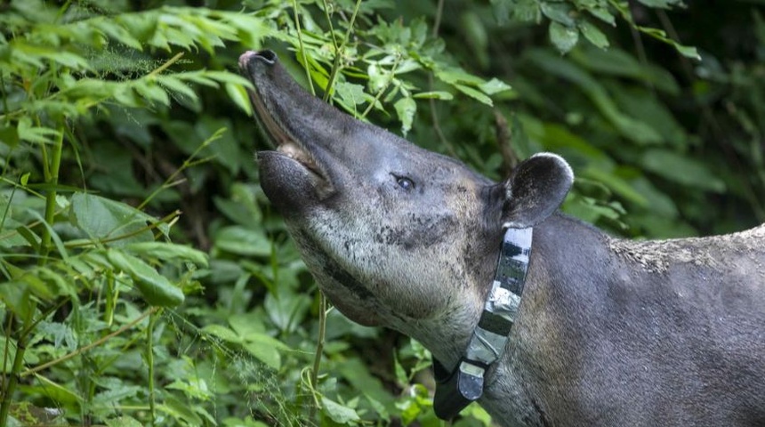 tapir libre en nicaragua