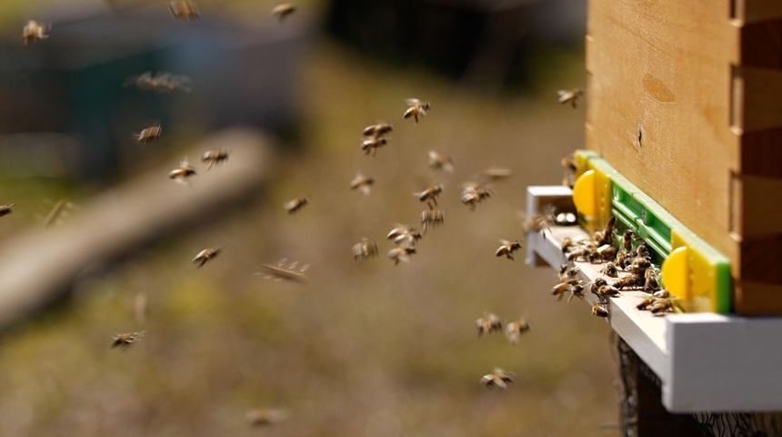 abejas en isla pascua