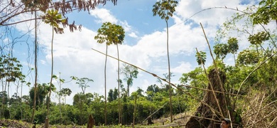 nicaragua se quedara sin bosques advierten