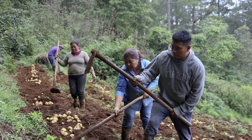 mujeres produccion papa organica honduras