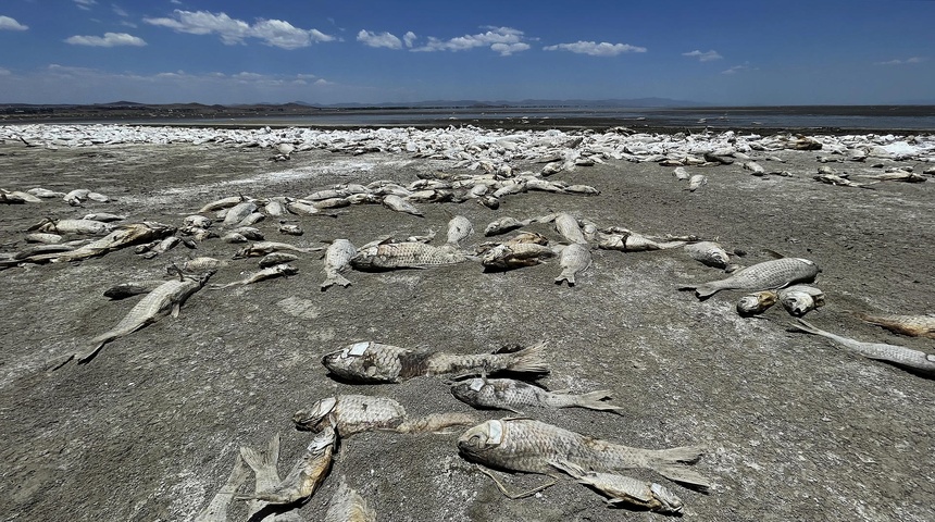 peses muertos estado chihuahu