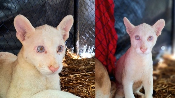 primera puma albina nacida nicaragua