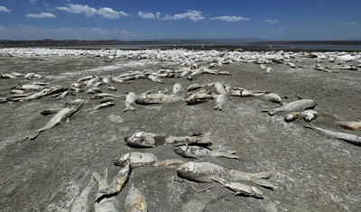 peses muertos estado chihuahu