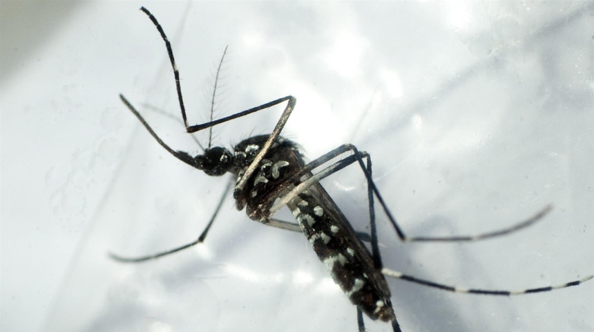 mosquito zancudo dengue