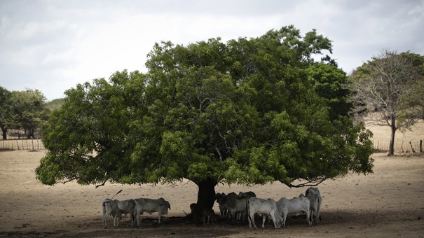 fenomeno el nino centroamerca