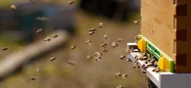 abejas en isla pascua