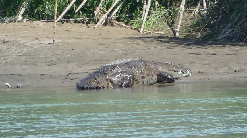 cocodrilo río matina costa rica