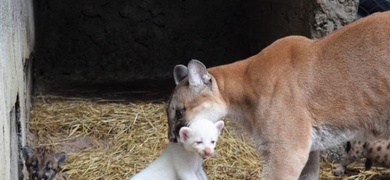 primer puma albino en nicaragua