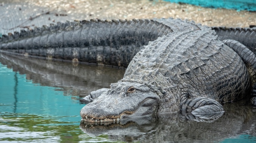 eeuu cocodrilos rio bravo