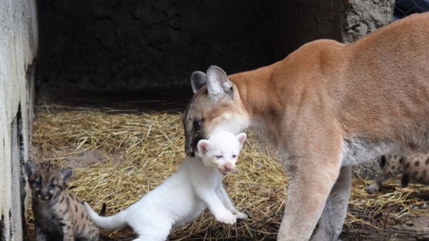 primer puma albino en nicaragua