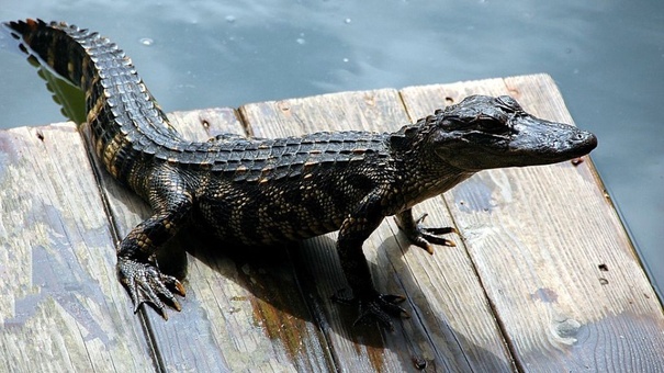 rio matina cocodrilo ataque nino nicaraguense