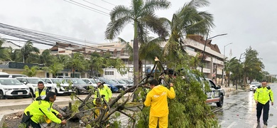 proteccion civil mexico levantan arboles caidos