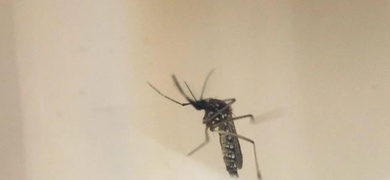 mosquito transmisor del dengue