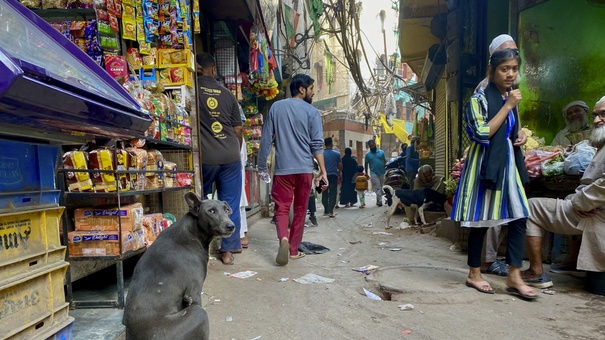 perros callejeros en india