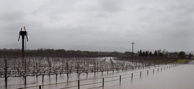 inundación de viñedos california