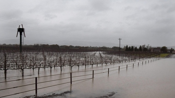 inundación de viñedos california