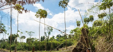 nicaragua aumenta devastacion bosques tropicales