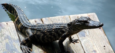 rio matina cocodrilo ataque nino nicaraguense