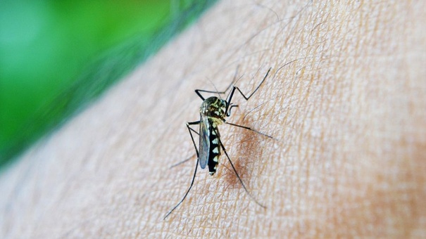 malaria mosquito nicaragua