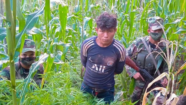 ejercito de nicaragua decomisa plantas marihuanas